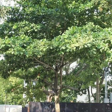 thumbnail for publication: Terminalia catappa: West Indian-Almond
